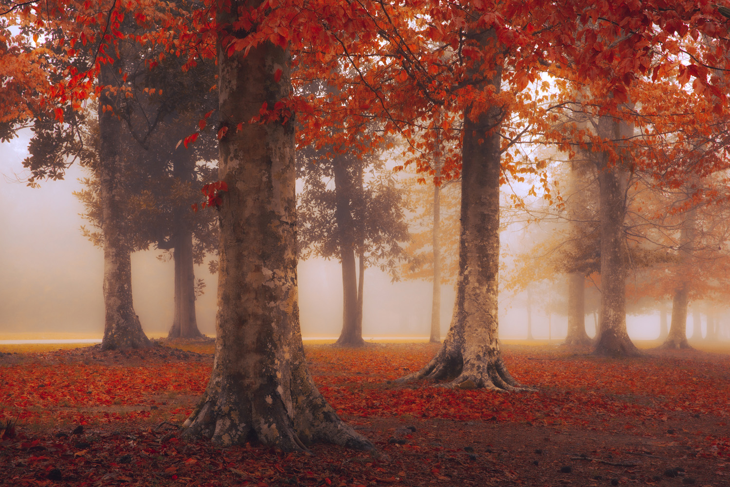 foto: © Jai Shet, USA, Young Travel Photographer of The Year 2021/TPOTY.com - Magnolia Ridge Park, Woodville, Texas, USA