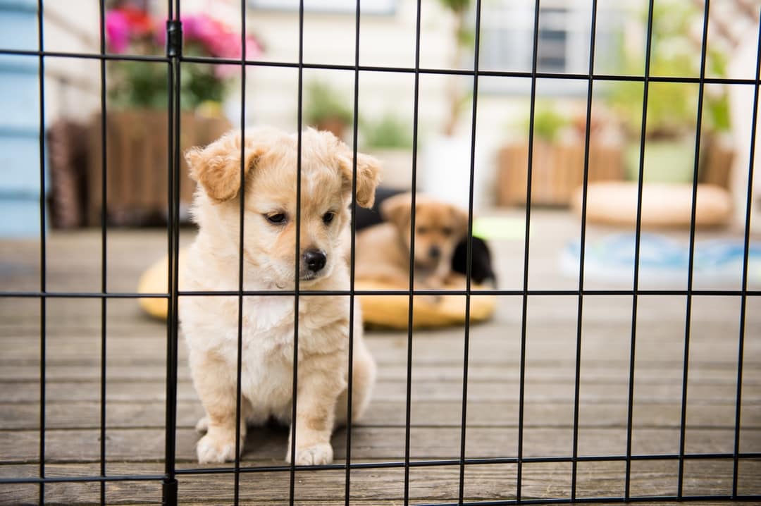 Kennels vs. Crates vs. Carriers
