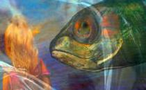 close-up of fish