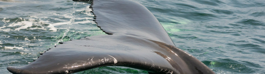 whale tail