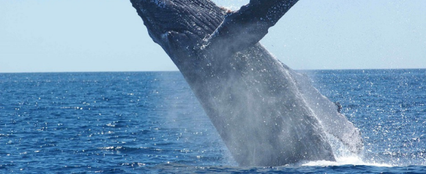 whale in monterey