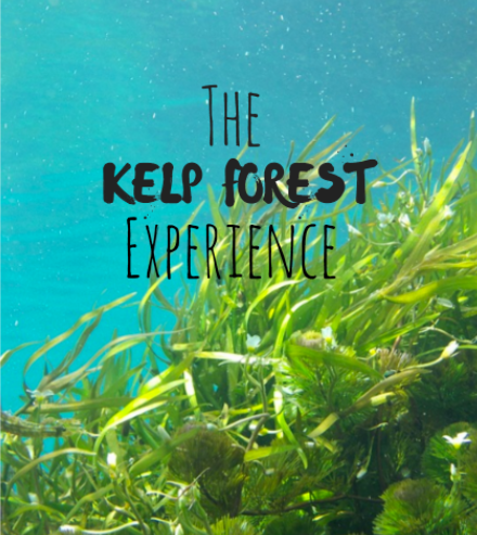 The Kelp Forest Experience at the Monterey Bay Aquarium