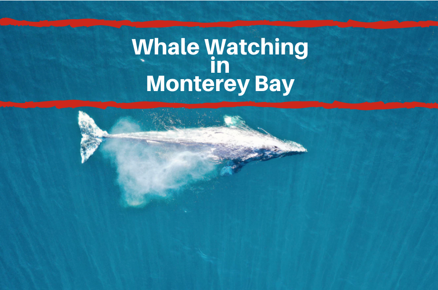 whale watching Monterey CA