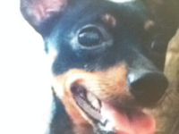 close-up of puppy