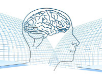 drawing of the brain