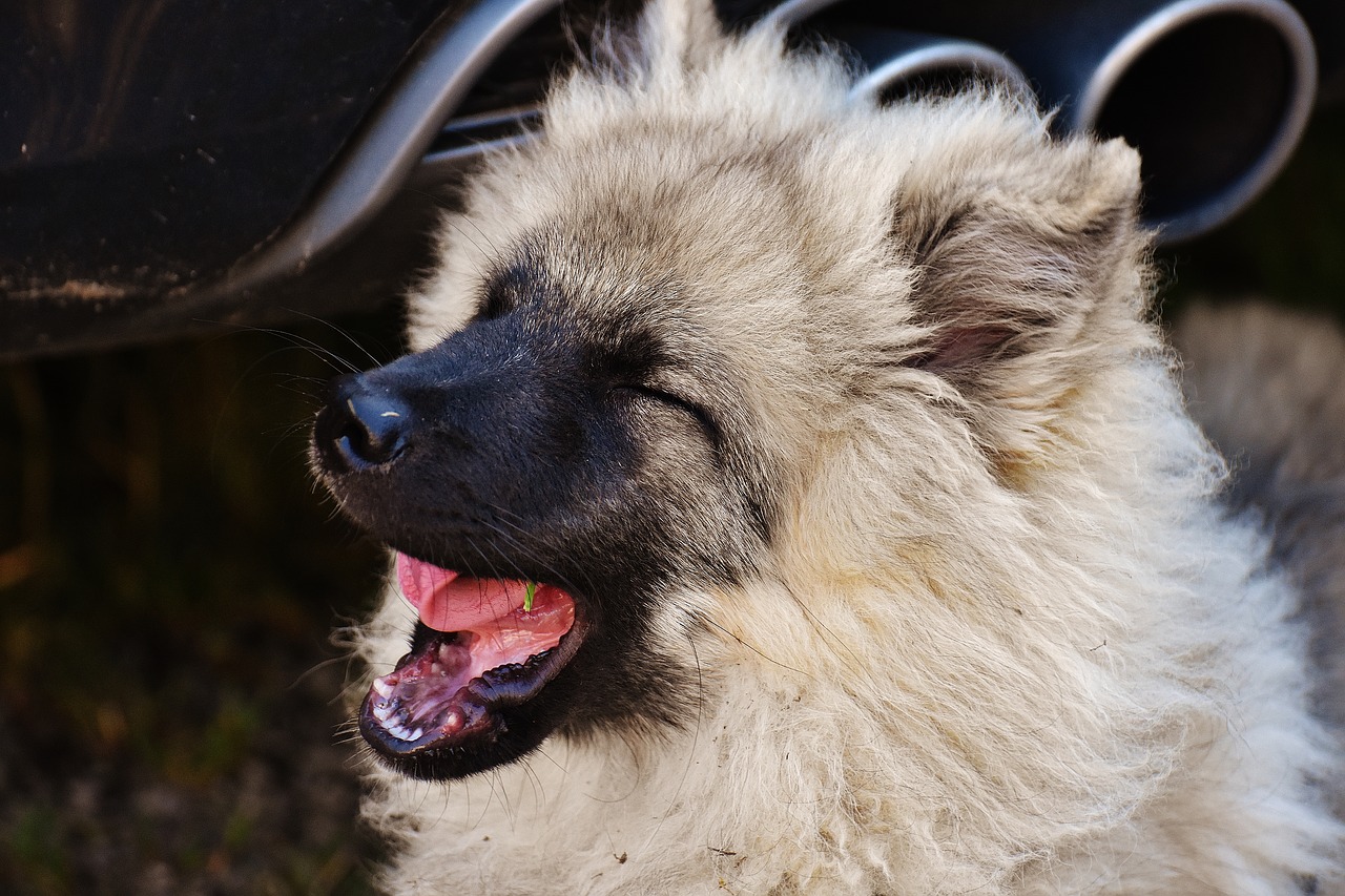 puppy smiling