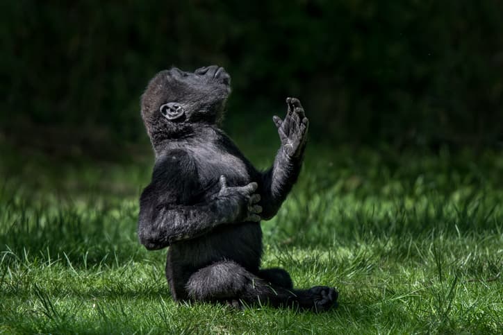 gorilla