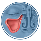 Balloon Sinuplasty - Relief