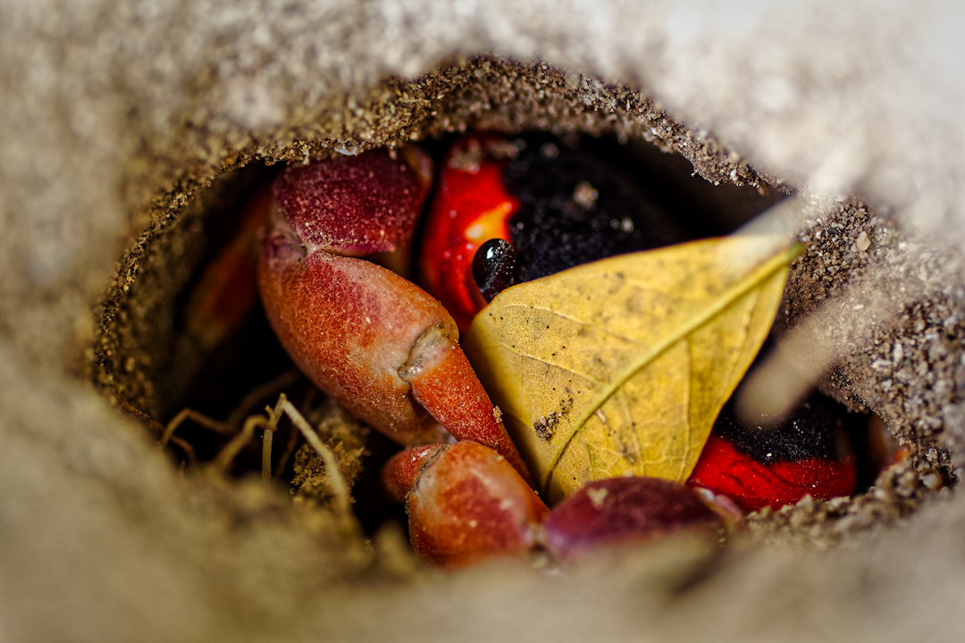 a red crab hiding in the sand behind a yellow leaf