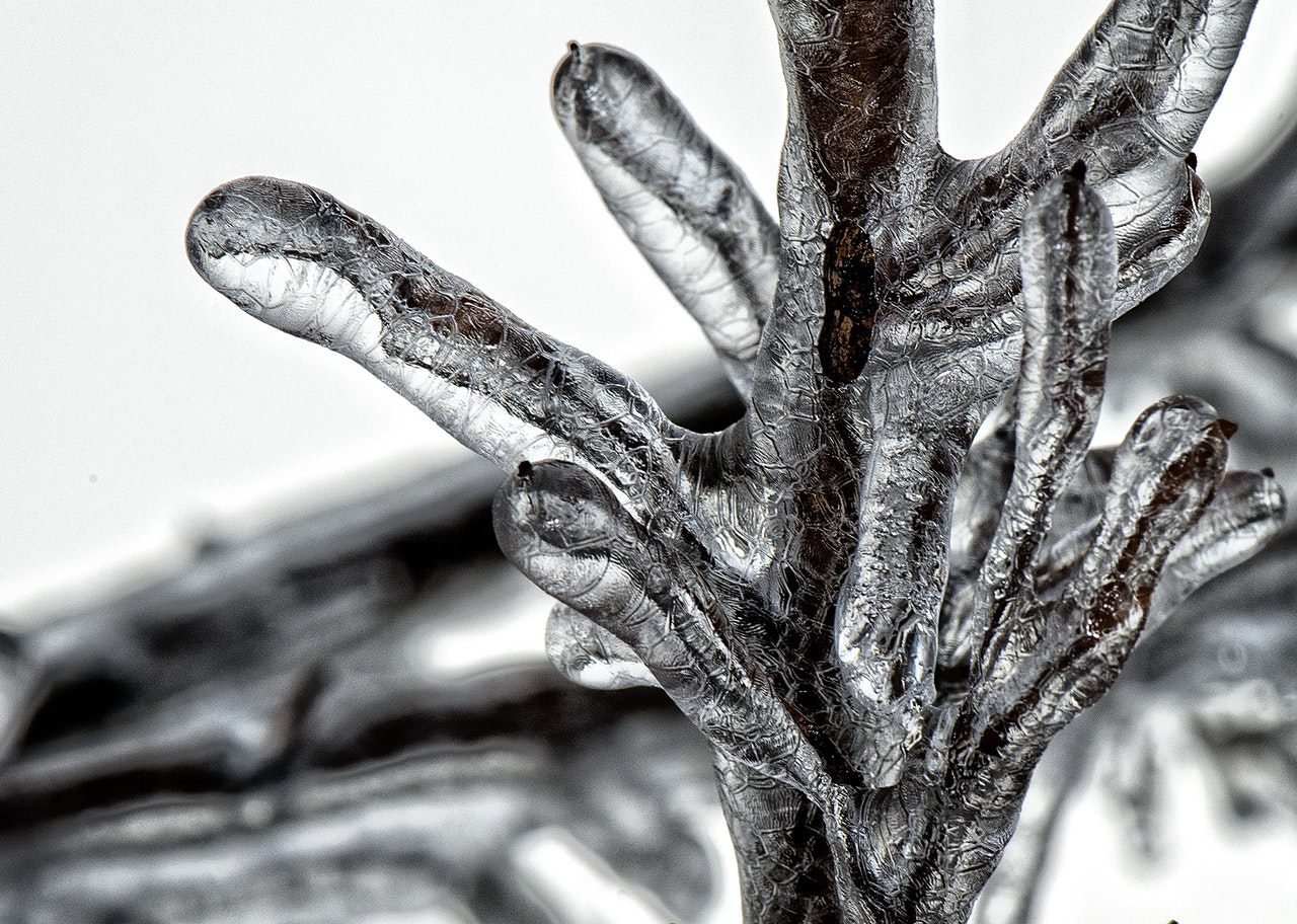 icy branch in blizzard