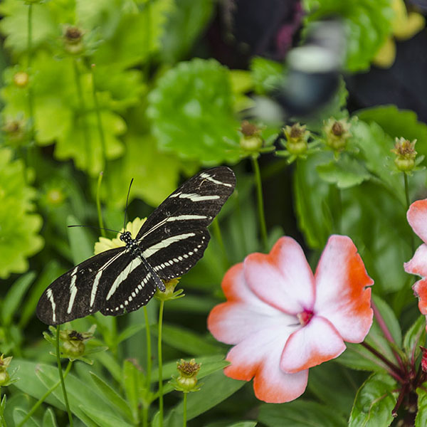 Looking for Some Summer Fun in Cincinnati?