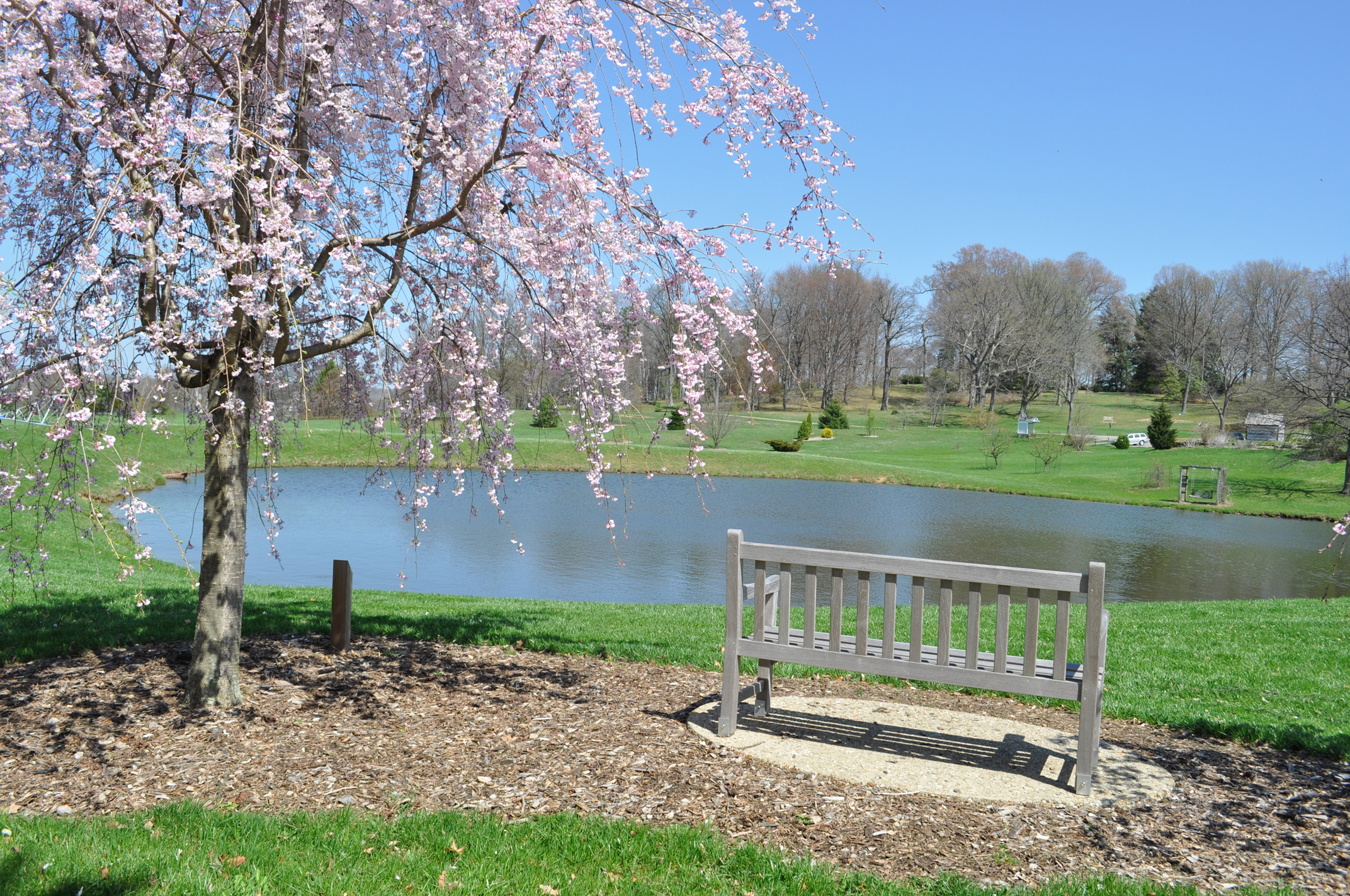 A bench resting by the side of a lake under a blossoming tree