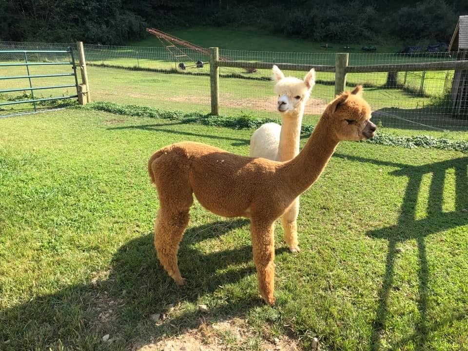 Two alpacas enjoying the great outdoors in Augusta, Ohio.
