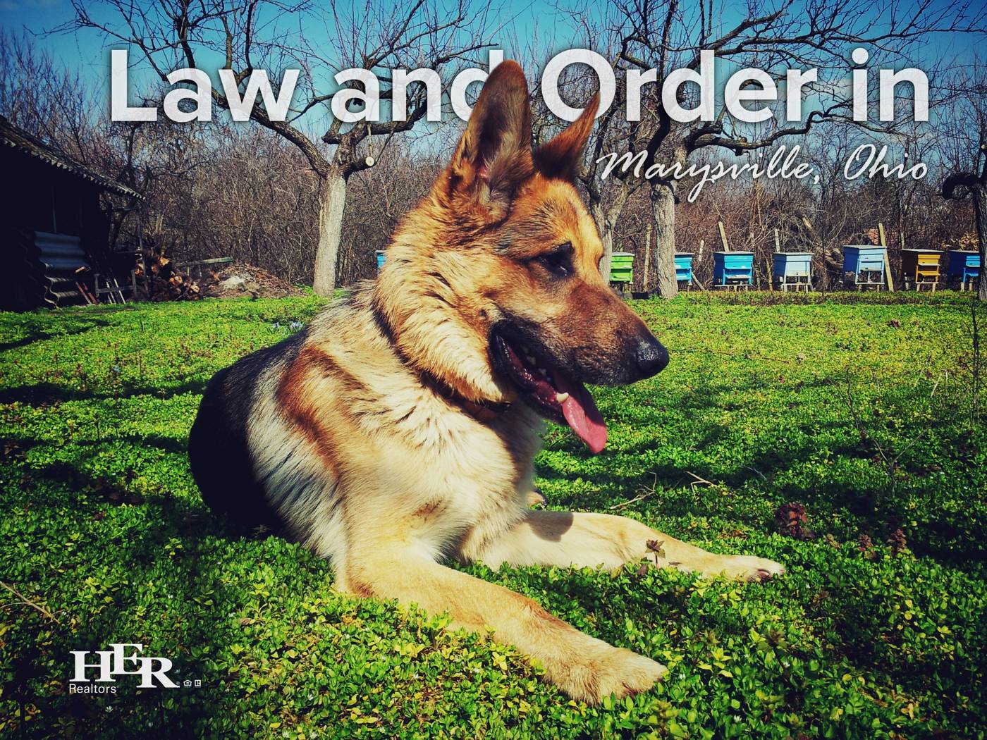 Police Dog