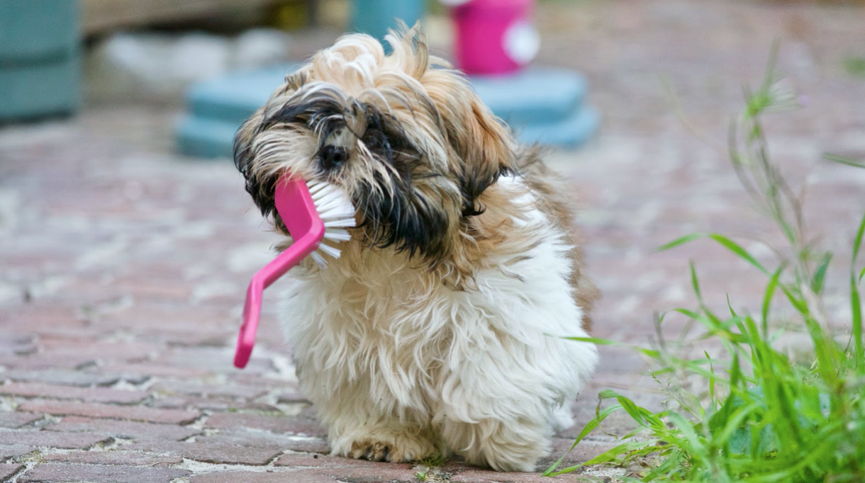 a pup carrying a pink grooming brush in her mouth