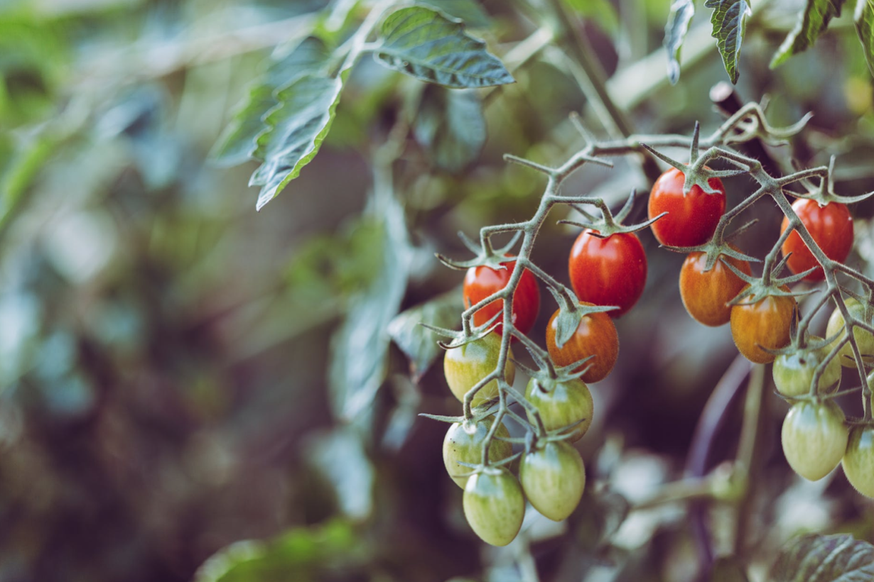 ripening tomatoes in an ohio garden