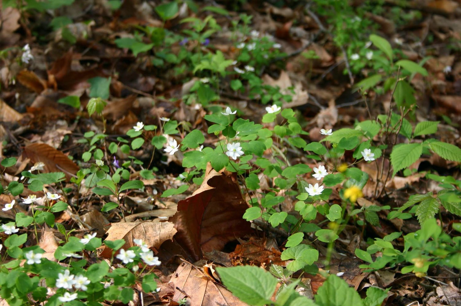 greenery on one of the trails at Spring Valley Nature Preserve