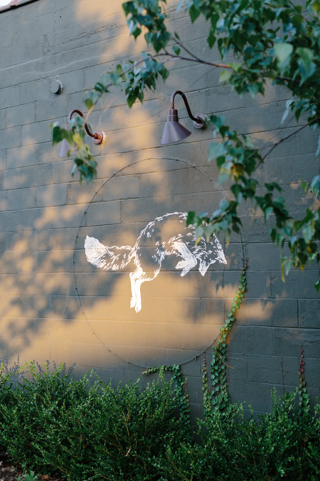White Fox on Gray Wall Jumping
