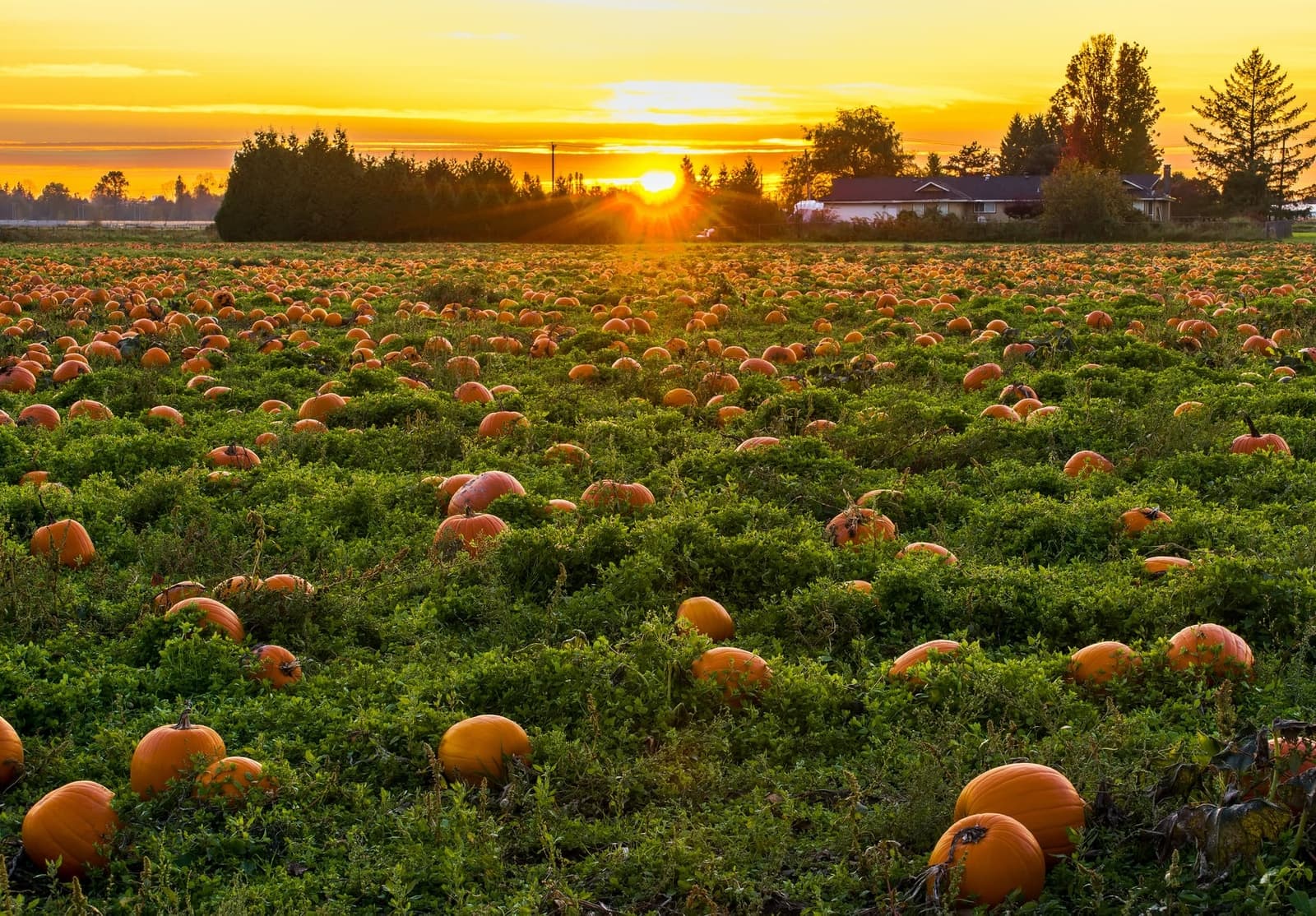 Come Pick a Pumpkin or Visit a Farm in Cincinnati, OH This Fall