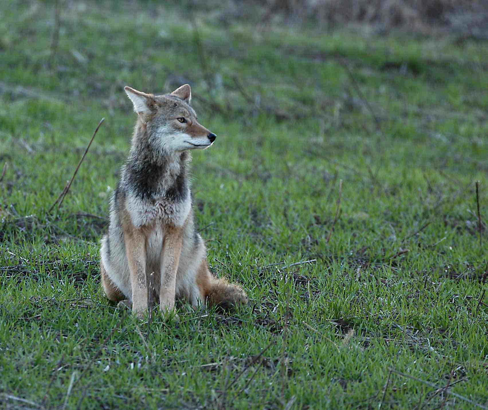 A coyote peers into a distance