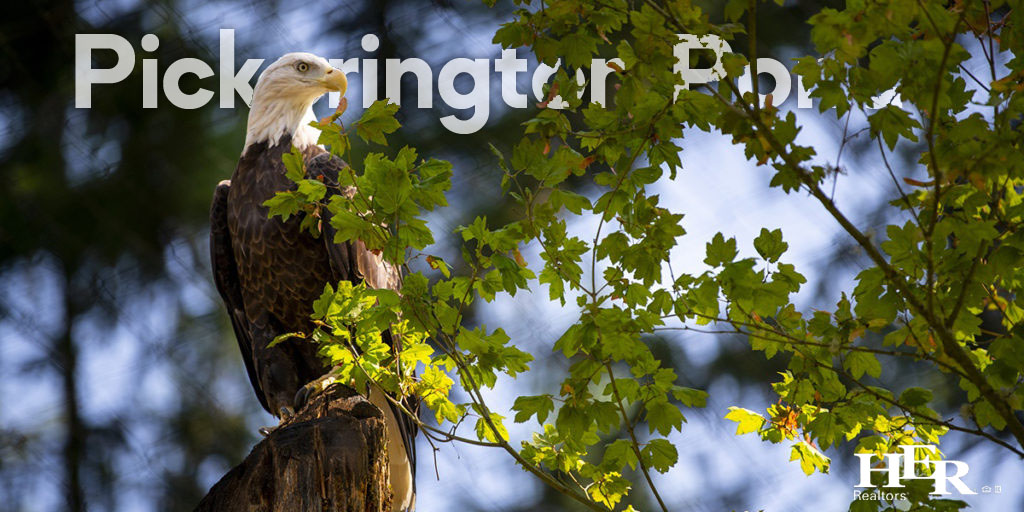 Eagle