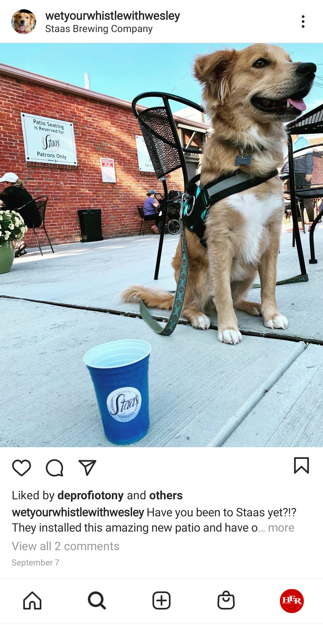 Dog at restaurant