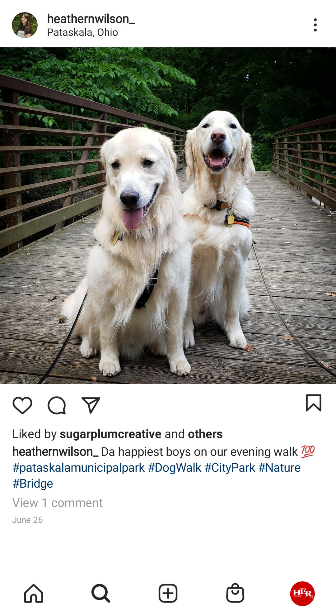 Two whitw Dogs