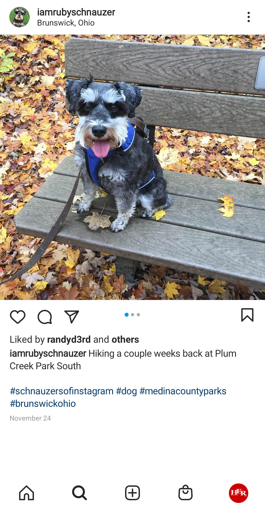 dog sitting