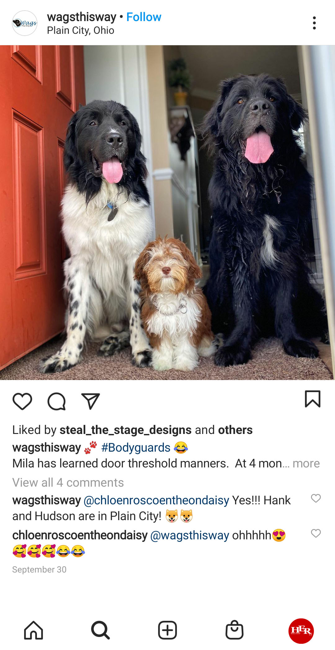 two dogs & puppy