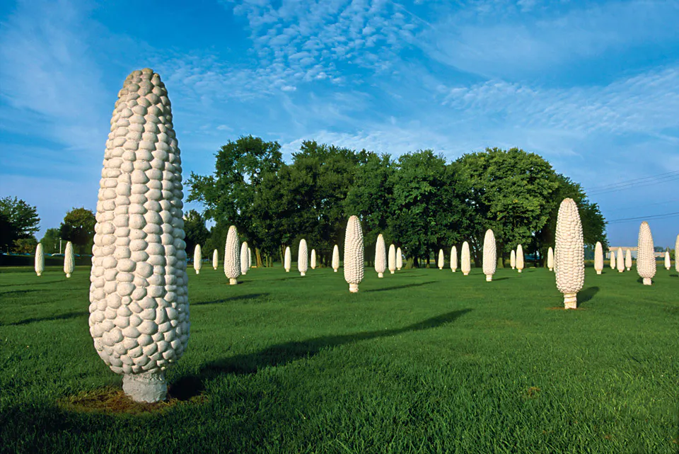 Field of Corn