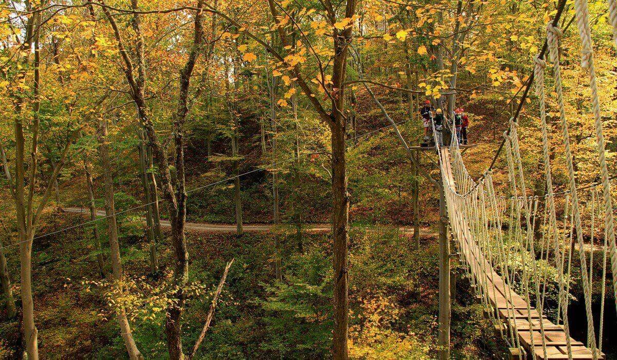 View of a park with trees, grass, a road, and people ziplining through the trees