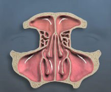Endoscopic Sinus Surgery - Healthy Sinuses