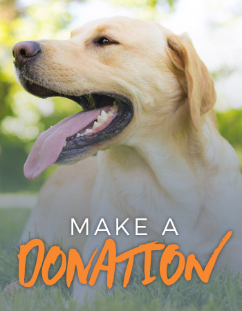 How Much Is A Trained Psychiatric Service Dog How Much Is A Trained Psychiatric Service Dog