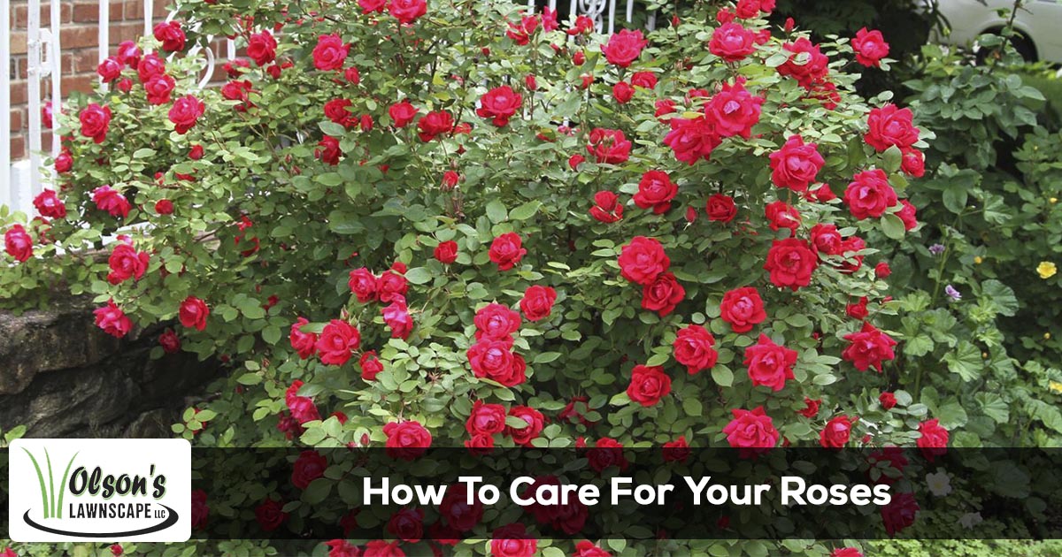 How to care for your roses