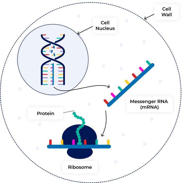 mRNA 101 CANImmunize Knowledge Centre