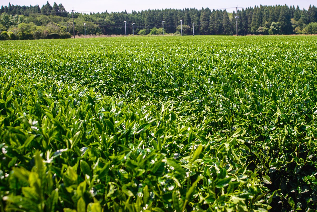 Green tea field in Chiran, Kagoshima, southern Japan, before the first harvest of the year.