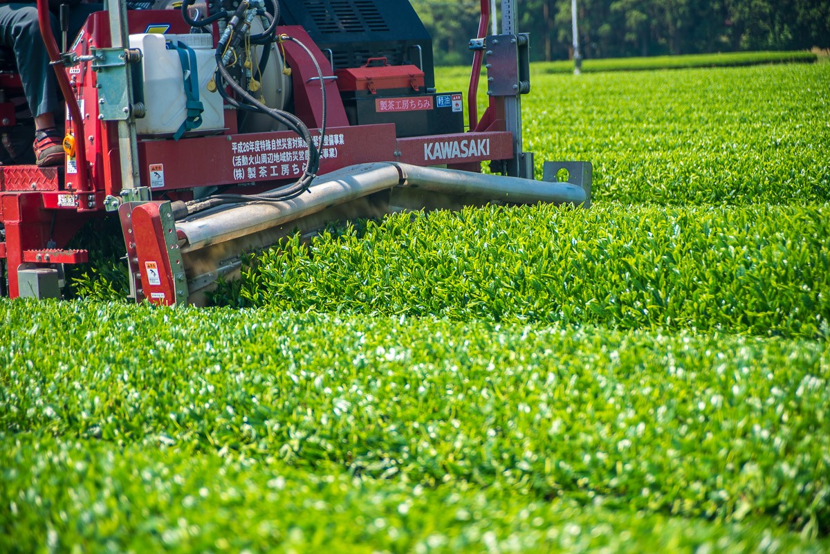 Tea harvesting machine picking up tea leaves during the first harvest of the year in Chiran, Kagoshima, Japan.