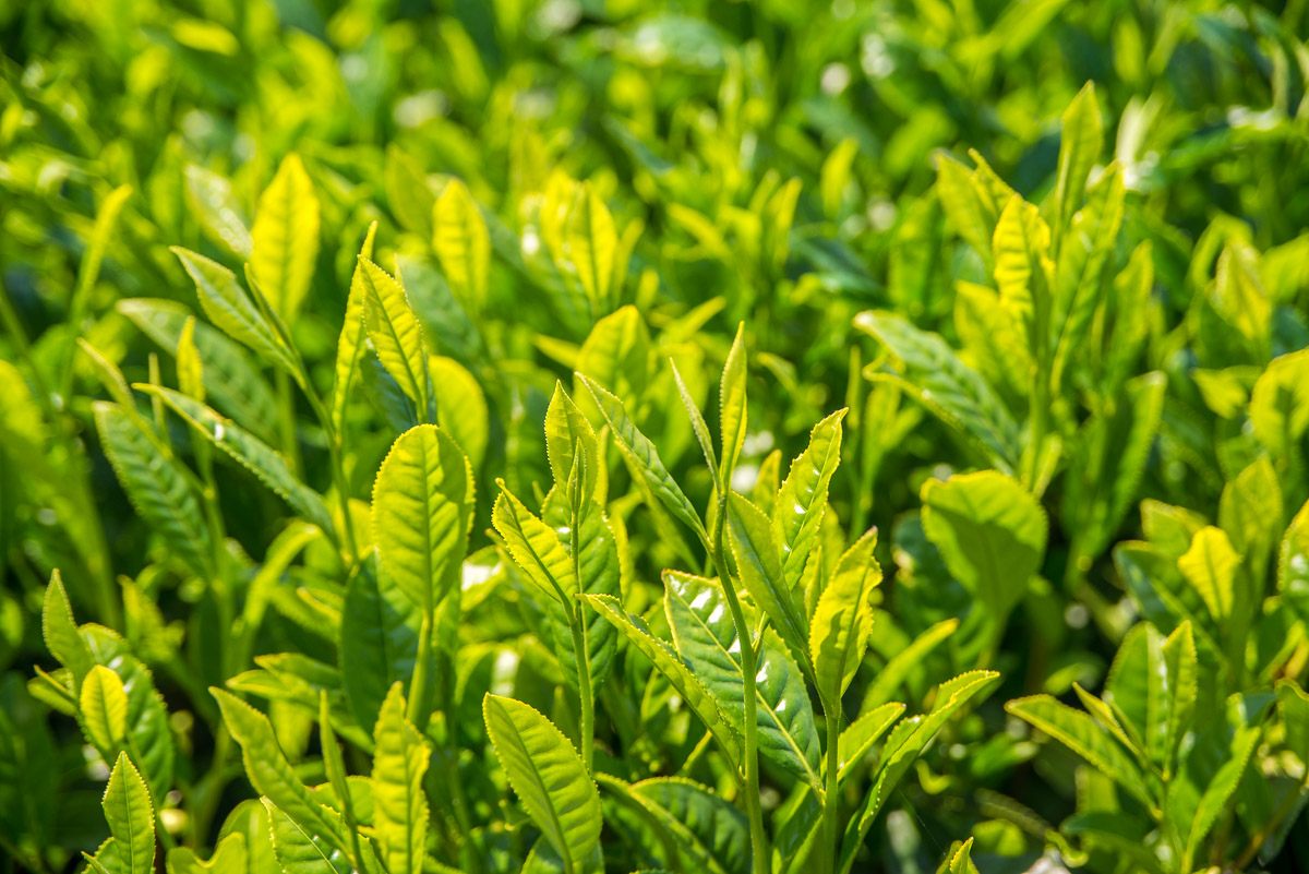 Close-up on tea leaves before the first harvest of 2018 in a tea field in Chiran, Kagoshima, Japan