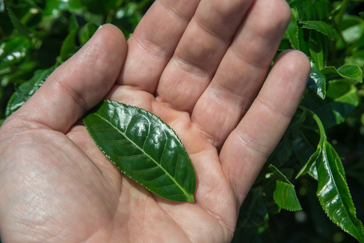 Close-up on a hand holding a single tea tree leaf in a green tea field in Chiran, Kagoshima, Japan, during the first harvest of the year.