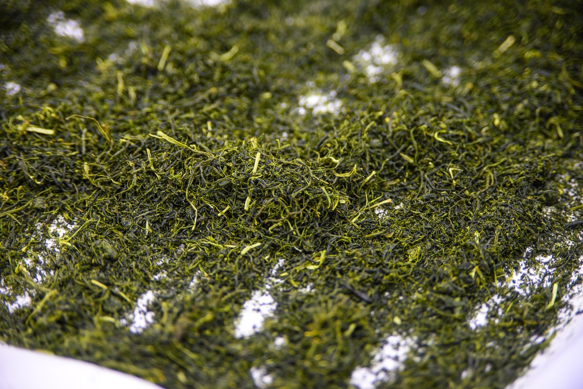 Hand-rolled green tea leaves after heating, during the transformation process.