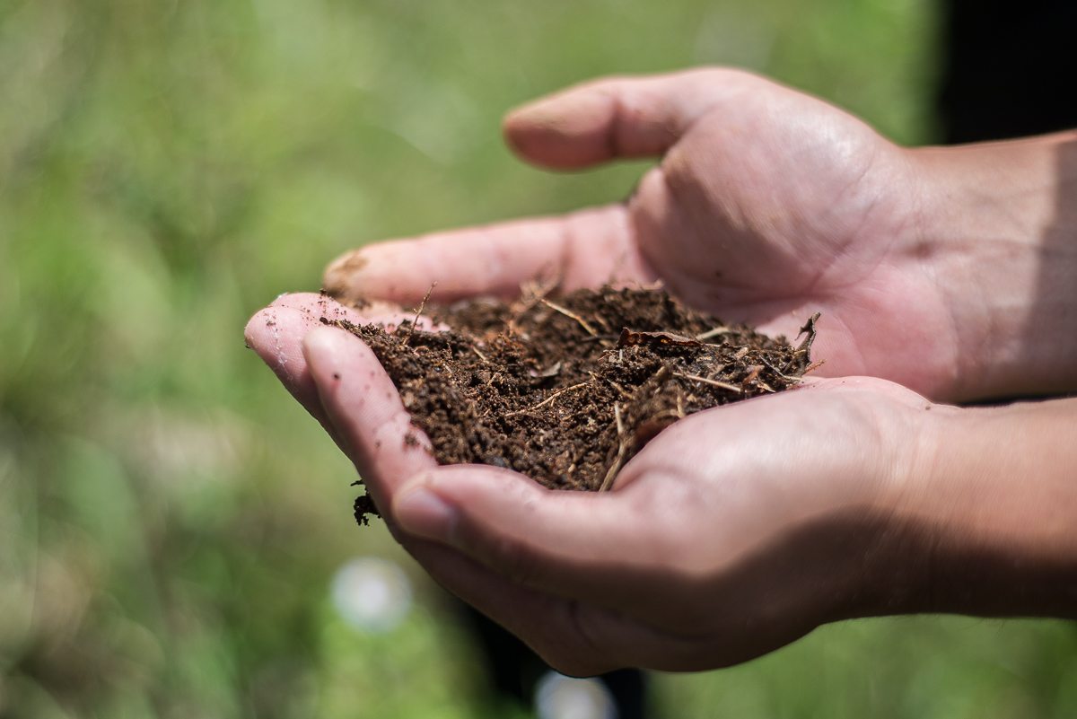 Two hands holding a handful of soil in a green tea field in Japan.