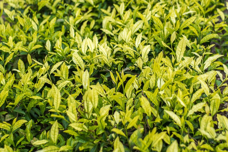 Champ de thé à Yame avec des feuilles pour produire du thé blanc.