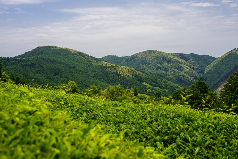 Organic Green Tea field in Yame, Japan