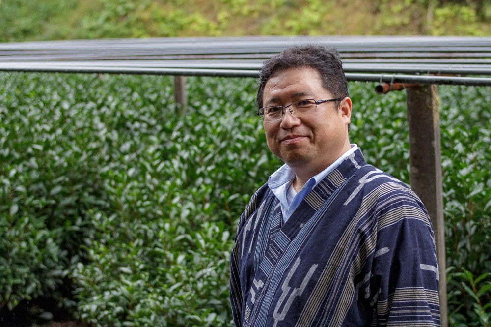 Dento Hon Gyokuro fields in Yame