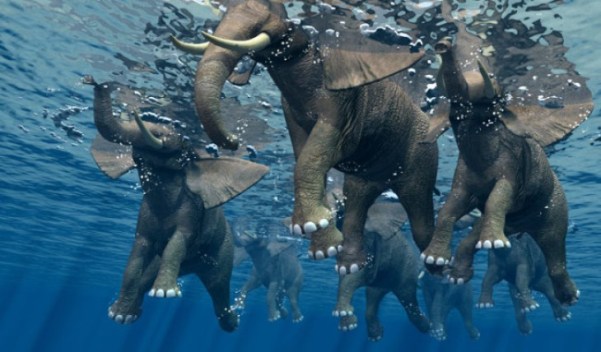 Elephant-Swimming1_0.jpg
