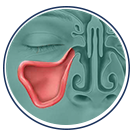 Relieve Sinus Pressure