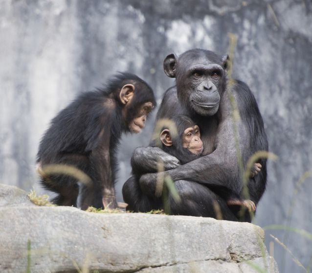 Affable apes live longer.