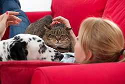 Dalmation, tabby cat and owner lounging on a red couch.