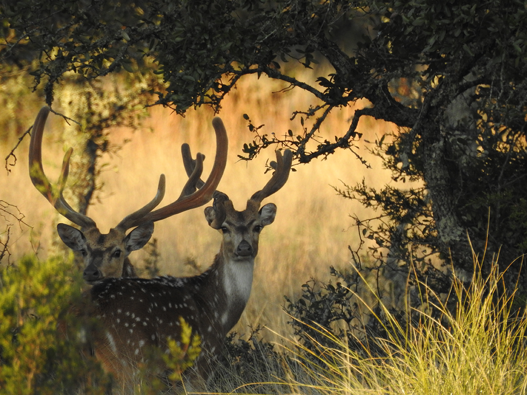 Texas Axis Deer 2750 Pricing, Features, and More