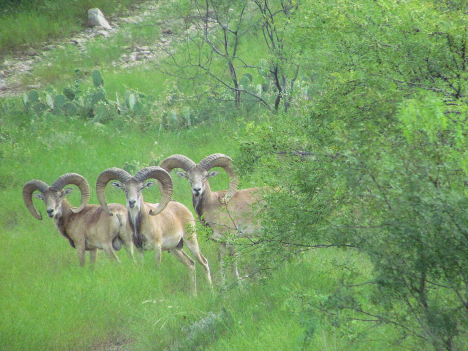 Book Your Afghan Urial Hunt Today!